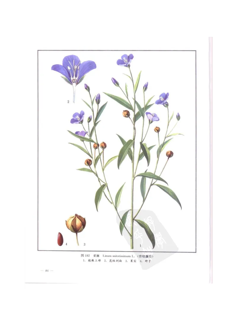 中国本草彩色图鉴（常用中药篇）（中卷）（钱信忠）_绝版书_天涯系列_t涯_绝版古籍电子书合集（13大类）_医书类_中国本草彩色图鉴（常用中药篇）_3册