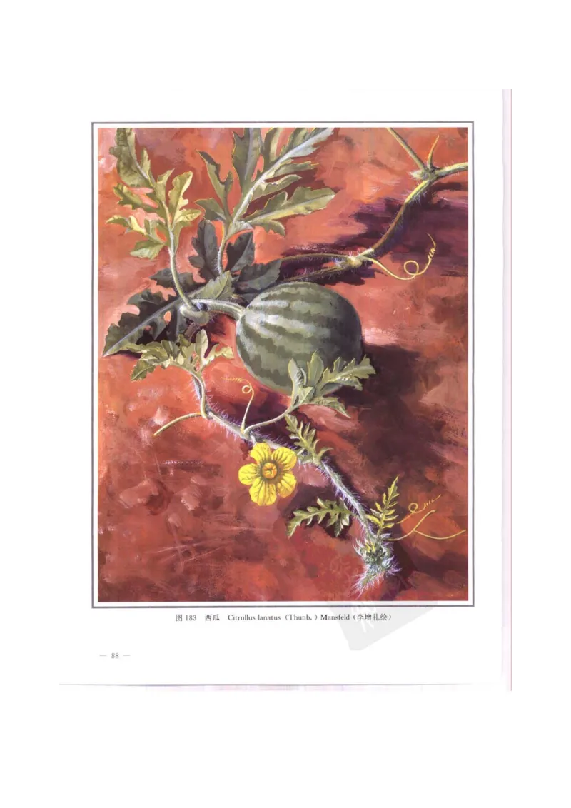 中国本草彩色图鉴（常用中药篇）（中卷）（钱信忠）_绝版书_天涯系列_t涯_绝版古籍电子书合集（13大类）_医书类_中国本草彩色图鉴（常用中药篇）_3册