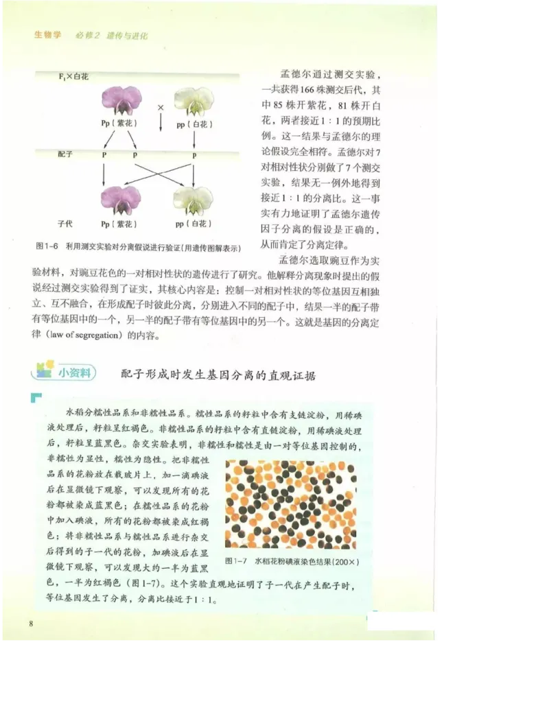2019新浙科版高中生物必修2《遗传与进化》电子课本_4-教培资料-26年最新资料-同步更新_初中高中教资_03科三专项（进去保存报考的学科即可）_112025高中科目（全）电子教材