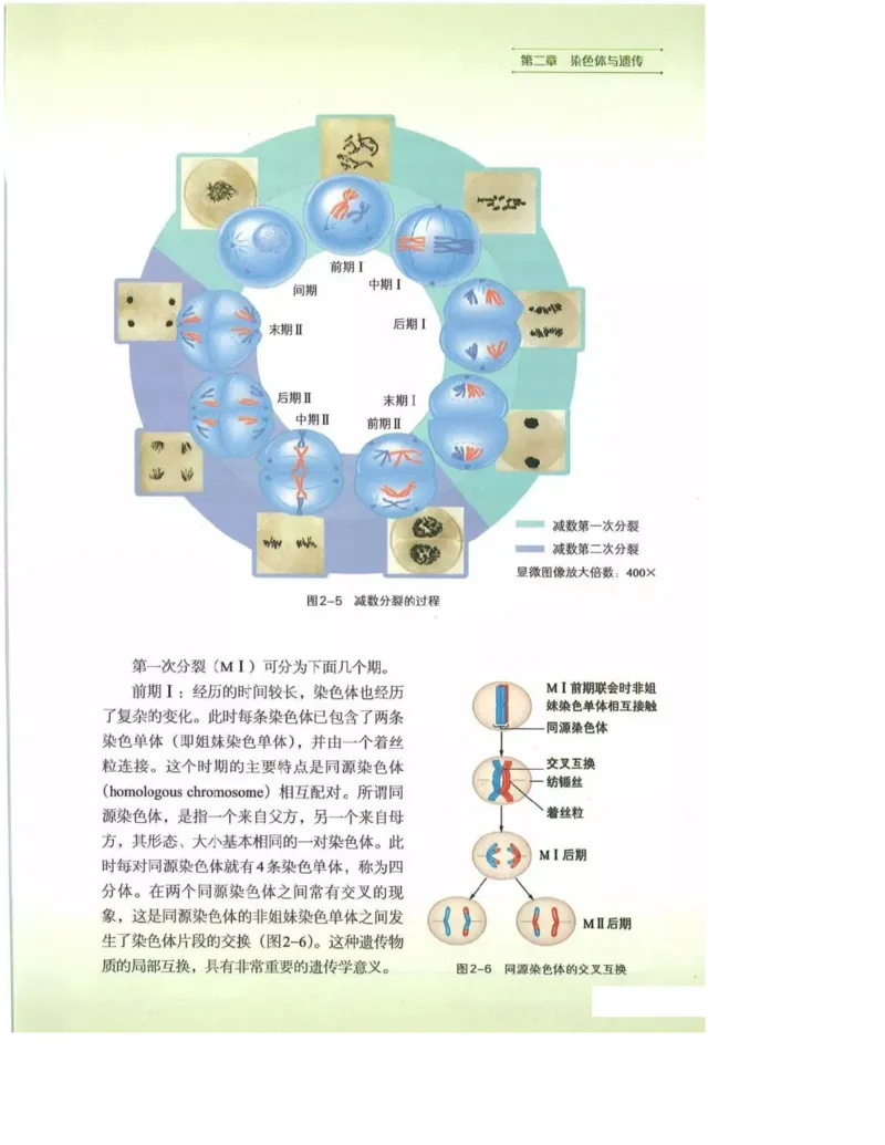 2019新浙科版高中生物必修2《遗传与进化》电子课本_4-教培资料-26年最新资料-同步更新_初中高中教资_03科三专项（进去保存报考的学科即可）_112025高中科目（全）电子教材