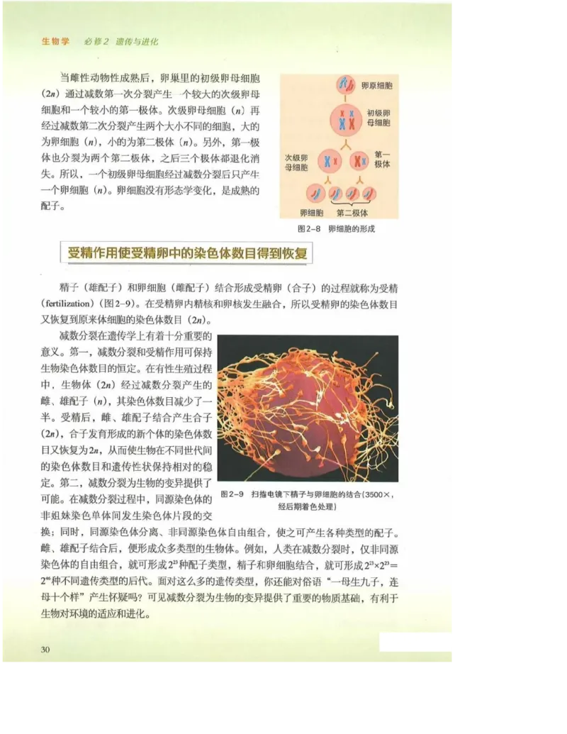 2019新浙科版高中生物必修2《遗传与进化》电子课本_4-教培资料-26年最新资料-同步更新_初中高中教资_03科三专项（进去保存报考的学科即可）_112025高中科目（全）电子教材