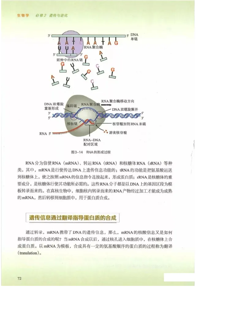2019新浙科版高中生物必修2《遗传与进化》电子课本_4-教培资料-26年最新资料-同步更新_初中高中教资_03科三专项（进去保存报考的学科即可）_112025高中科目（全）电子教材