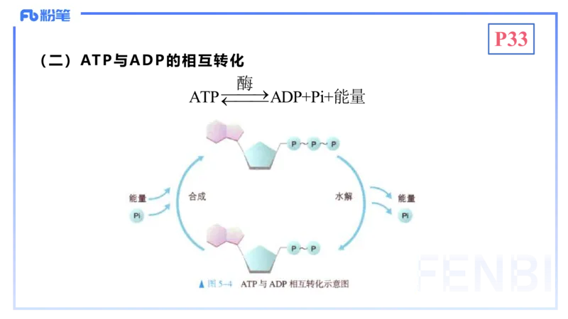 1.19晚-细胞生物学2-拾光_4-教培资料-26年最新资料-同步更新_科一科二电子资料合集中小幼（笔记真题知识点汇总等）文件多，按需保存_各机构笔记合集（中小幼）推荐_01理论精讲