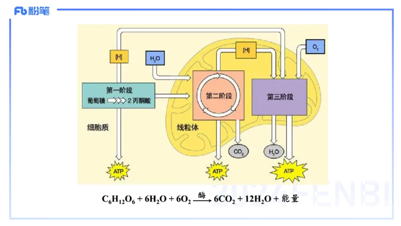 1.19晚-细胞生物学2-拾光_4-教培资料-26年最新资料-同步更新_科一科二电子资料合集中小幼（笔记真题知识点汇总等）文件多，按需保存_各机构笔记合集（中小幼）推荐_01理论精讲