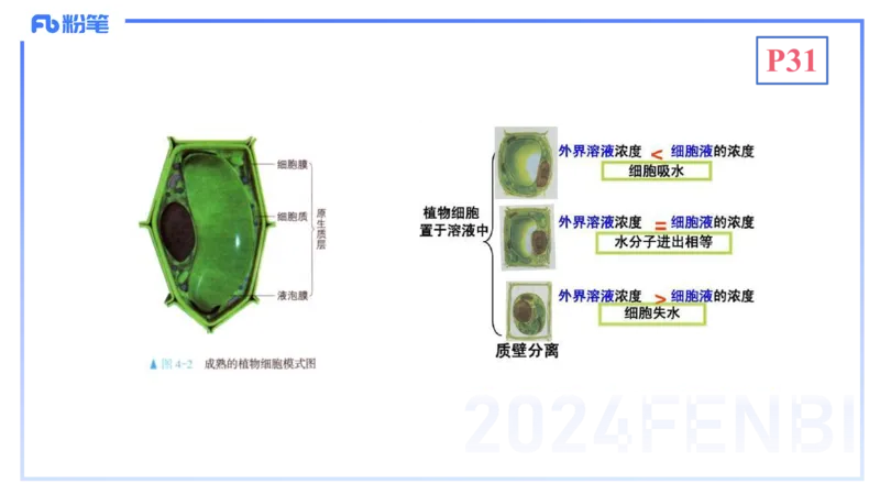 1.19晚-细胞生物学2-拾光_4-教培资料-26年最新资料-同步更新_科一科二电子资料合集中小幼（笔记真题知识点汇总等）文件多，按需保存_各机构笔记合集（中小幼）推荐_01理论精讲