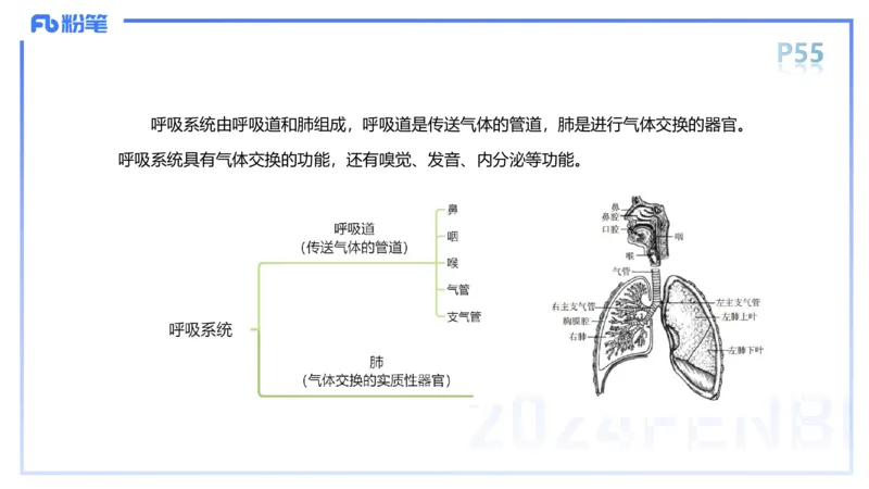 1.18-理论精讲-运动解剖学4-王传世+_4-教培资料-26年最新资料-同步更新_科一科二电子资料合集中小幼（笔记真题知识点汇总等）文件多，按需保存_各机构笔记合集（中小幼）推荐
