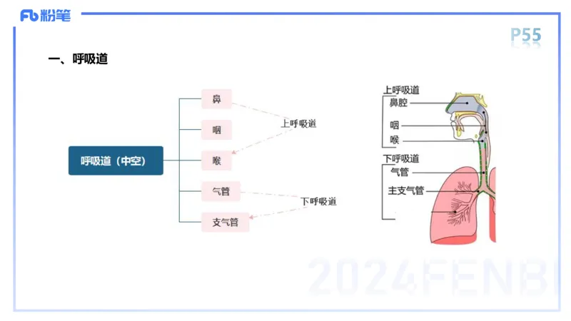 1.18-理论精讲-运动解剖学4-王传世+_4-教培资料-26年最新资料-同步更新_科一科二电子资料合集中小幼（笔记真题知识点汇总等）文件多，按需保存_各机构笔记合集（中小幼）推荐
