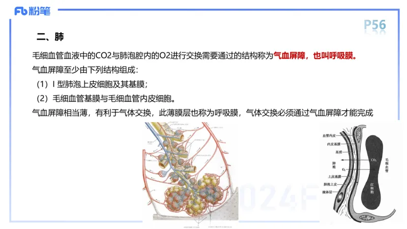 1.18-理论精讲-运动解剖学4-王传世+_4-教培资料-26年最新资料-同步更新_科一科二电子资料合集中小幼（笔记真题知识点汇总等）文件多，按需保存_各机构笔记合集（中小幼）推荐