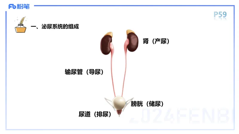 1.18-理论精讲-运动解剖学4-王传世+_4-教培资料-26年最新资料-同步更新_科一科二电子资料合集中小幼（笔记真题知识点汇总等）文件多，按需保存_各机构笔记合集（中小幼）推荐