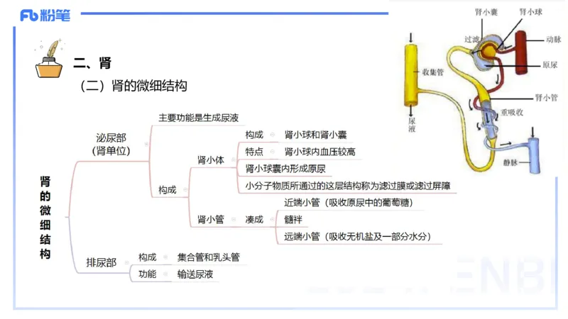 1.18-理论精讲-运动解剖学4-王传世+_4-教培资料-26年最新资料-同步更新_科一科二电子资料合集中小幼（笔记真题知识点汇总等）文件多，按需保存_各机构笔记合集（中小幼）推荐