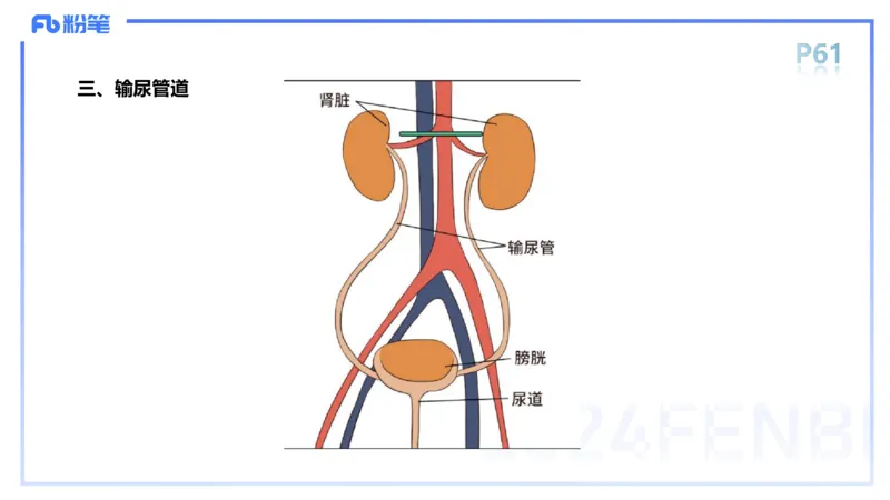 1.18-理论精讲-运动解剖学4-王传世+_4-教培资料-26年最新资料-同步更新_科一科二电子资料合集中小幼（笔记真题知识点汇总等）文件多，按需保存_各机构笔记合集（中小幼）推荐