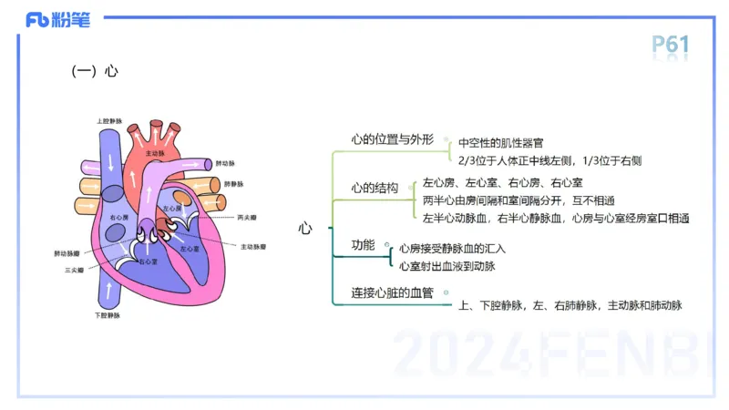 1.18-理论精讲-运动解剖学4-王传世+_4-教培资料-26年最新资料-同步更新_科一科二电子资料合集中小幼（笔记真题知识点汇总等）文件多，按需保存_各机构笔记合集（中小幼）推荐