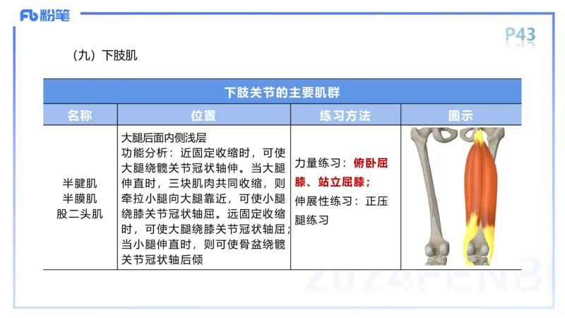 1.18-理论精讲-运动解剖学4-王传世+_4-教培资料-26年最新资料-同步更新_科一科二电子资料合集中小幼（笔记真题知识点汇总等）文件多，按需保存_各机构笔记合集（中小幼）推荐