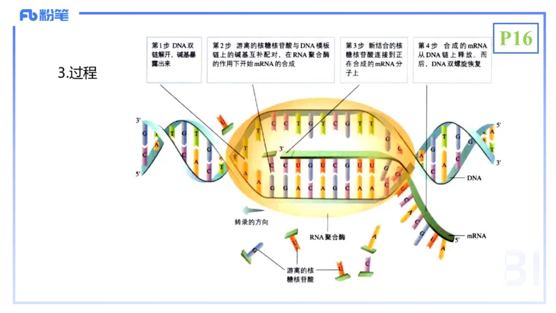1.17晚-分子生物学3-拾光_4-教培资料-26年最新资料-同步更新_科一科二电子资料合集中小幼（笔记真题知识点汇总等）文件多，按需保存_各机构笔记合集（中小幼）推荐_01理论精讲