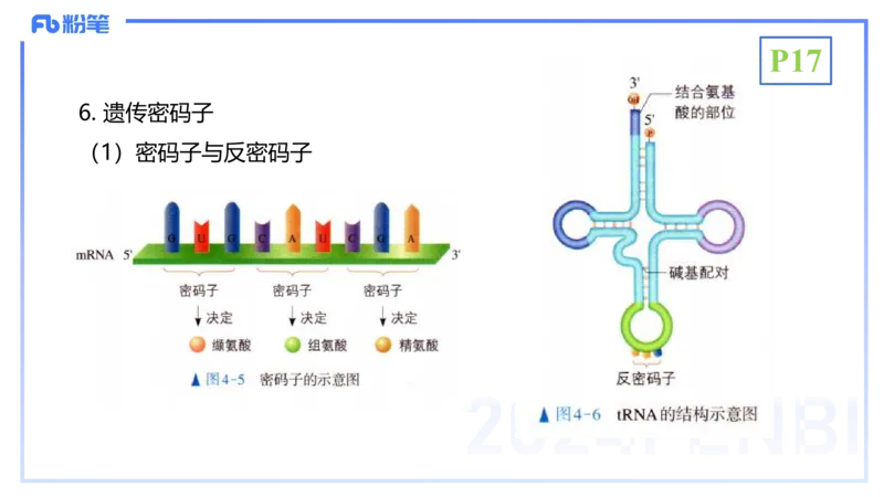 1.17晚-分子生物学3-拾光_4-教培资料-26年最新资料-同步更新_科一科二电子资料合集中小幼（笔记真题知识点汇总等）文件多，按需保存_各机构笔记合集（中小幼）推荐_01理论精讲