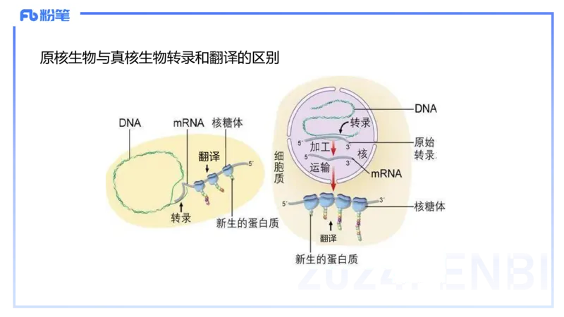 1.17晚-分子生物学3-拾光_4-教培资料-26年最新资料-同步更新_科一科二电子资料合集中小幼（笔记真题知识点汇总等）文件多，按需保存_各机构笔记合集（中小幼）推荐_01理论精讲