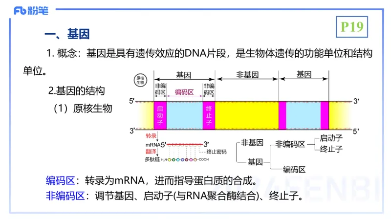 1.17晚-分子生物学3-拾光_4-教培资料-26年最新资料-同步更新_科一科二电子资料合集中小幼（笔记真题知识点汇总等）文件多，按需保存_各机构笔记合集（中小幼）推荐_01理论精讲