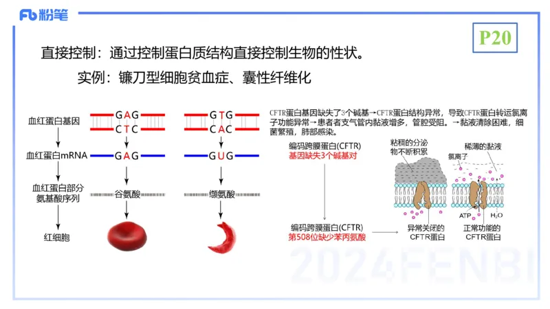 1.17晚-分子生物学3-拾光_4-教培资料-26年最新资料-同步更新_科一科二电子资料合集中小幼（笔记真题知识点汇总等）文件多，按需保存_各机构笔记合集（中小幼）推荐_01理论精讲