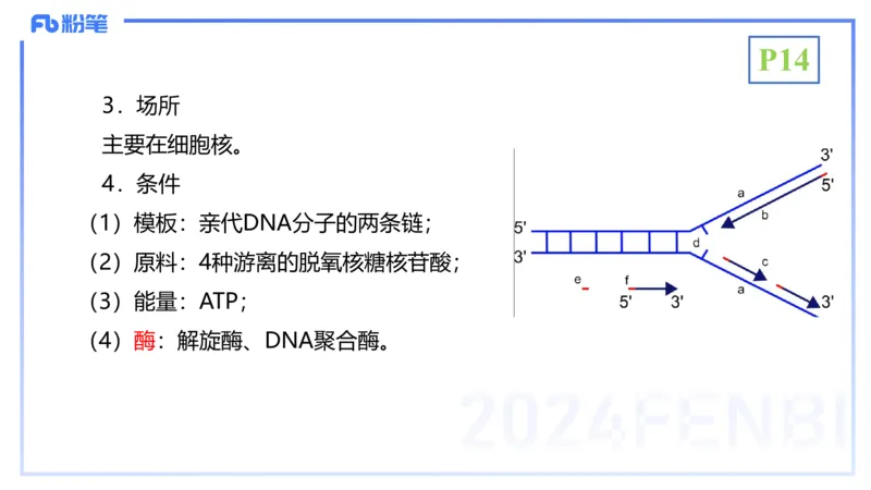 1.17晚-分子生物学3-拾光_4-教培资料-26年最新资料-同步更新_科一科二电子资料合集中小幼（笔记真题知识点汇总等）文件多，按需保存_各机构笔记合集（中小幼）推荐_01理论精讲