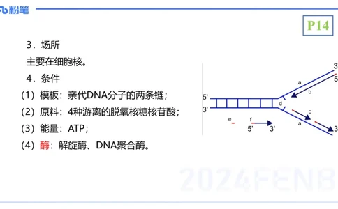1.17晚-分子生物学3-拾光_4-教培资料-26年最新资料-同步更新_科一科二电子资料合集中小幼（笔记真题知识点汇总等）文件多，按需保存_各机构笔记合集（中小幼）推荐_01理论精讲