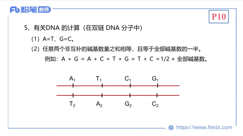 1.16晚-分子生物学2-拾光_4-教培资料-26年最新资料-同步更新_科一科二电子资料合集中小幼（笔记真题知识点汇总等）文件多，按需保存_各机构笔记合集（中小幼）推荐_01理论精讲