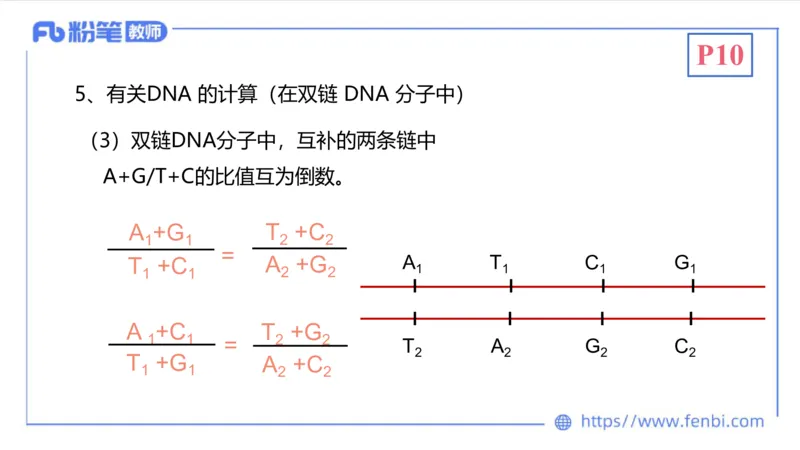 1.16晚-分子生物学2-拾光_4-教培资料-26年最新资料-同步更新_科一科二电子资料合集中小幼（笔记真题知识点汇总等）文件多，按需保存_各机构笔记合集（中小幼）推荐_01理论精讲