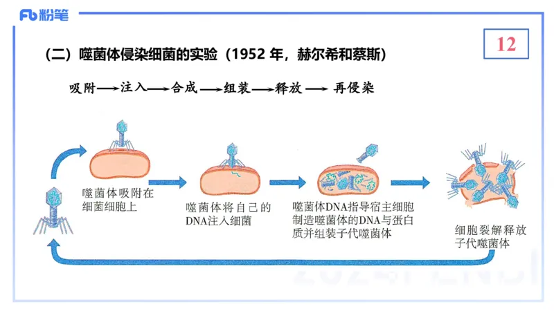 1.16晚-分子生物学2-拾光_4-教培资料-26年最新资料-同步更新_科一科二电子资料合集中小幼（笔记真题知识点汇总等）文件多，按需保存_各机构笔记合集（中小幼）推荐_01理论精讲