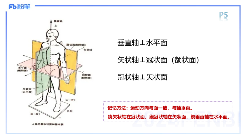 1.15-理论精讲-运动解剖学1-王传世_4-教培资料-26年最新资料-同步更新_科一科二电子资料合集中小幼（笔记真题知识点汇总等）文件多，按需保存_各机构笔记合集（中小幼）推荐
