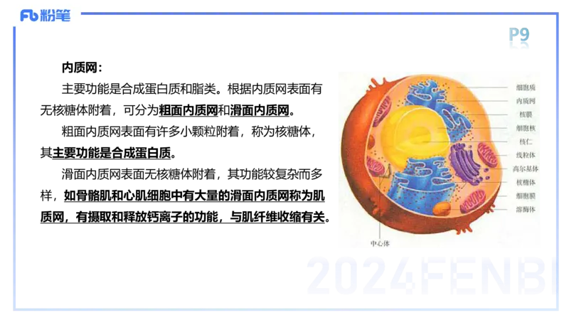 1.15-理论精讲-运动解剖学1-王传世_4-教培资料-26年最新资料-同步更新_科一科二电子资料合集中小幼（笔记真题知识点汇总等）文件多，按需保存_各机构笔记合集（中小幼）推荐