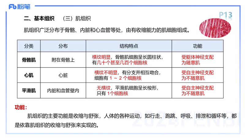 1.15-理论精讲-运动解剖学1-王传世_4-教培资料-26年最新资料-同步更新_科一科二电子资料合集中小幼（笔记真题知识点汇总等）文件多，按需保存_各机构笔记合集（中小幼）推荐