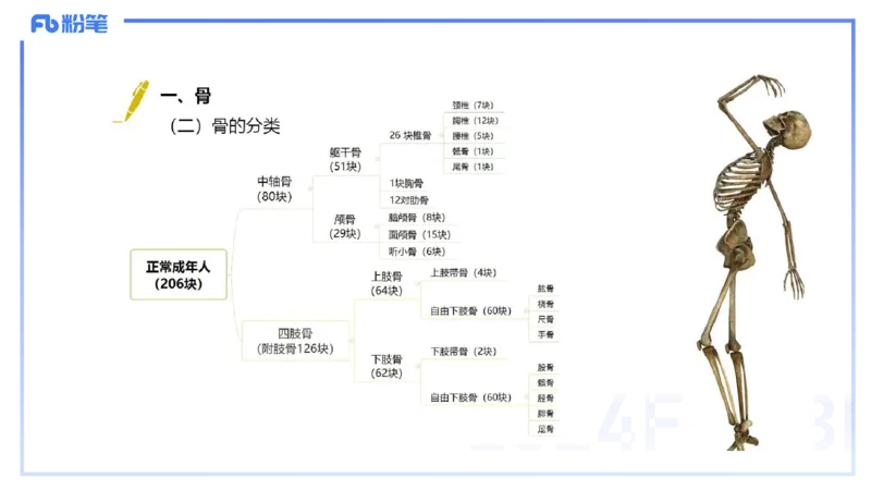 1.15-理论精讲-运动解剖学1-王传世_4-教培资料-26年最新资料-同步更新_科一科二电子资料合集中小幼（笔记真题知识点汇总等）文件多，按需保存_各机构笔记合集（中小幼）推荐