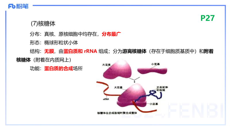 1.18晚-细胞生物学1-拾光_4-教培资料-26年最新资料-同步更新_科一科二电子资料合集中小幼（笔记真题知识点汇总等）文件多，按需保存_各机构笔记合集（中小幼）推荐_01理论精讲