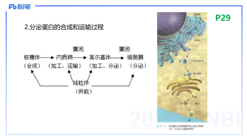 1.18晚-细胞生物学1-拾光_4-教培资料-26年最新资料-同步更新_科一科二电子资料合集中小幼（笔记真题知识点汇总等）文件多，按需保存_各机构笔记合集（中小幼）推荐_01理论精讲