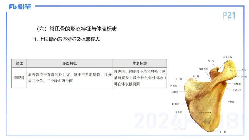 1.16-理论精讲-运动解剖学2-王传世+_4-教培资料-26年最新资料-同步更新_科一科二电子资料合集中小幼（笔记真题知识点汇总等）文件多，按需保存_各机构笔记合集（中小幼）推荐