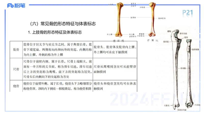 1.16-理论精讲-运动解剖学2-王传世+_4-教培资料-26年最新资料-同步更新_科一科二电子资料合集中小幼（笔记真题知识点汇总等）文件多，按需保存_各机构笔记合集（中小幼）推荐