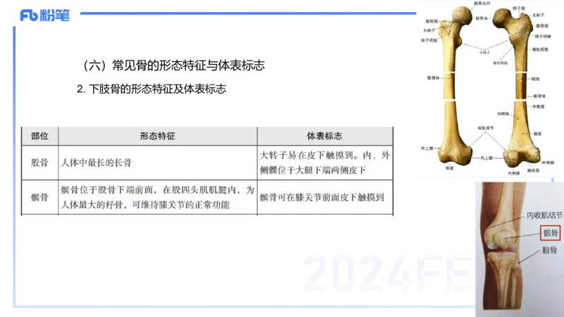 1.16-理论精讲-运动解剖学2-王传世+_4-教培资料-26年最新资料-同步更新_科一科二电子资料合集中小幼（笔记真题知识点汇总等）文件多，按需保存_各机构笔记合集（中小幼）推荐