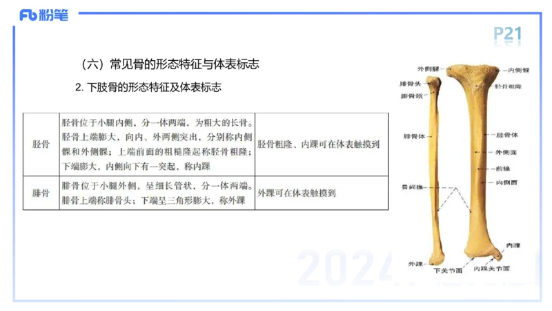 1.16-理论精讲-运动解剖学2-王传世+_4-教培资料-26年最新资料-同步更新_科一科二电子资料合集中小幼（笔记真题知识点汇总等）文件多，按需保存_各机构笔记合集（中小幼）推荐