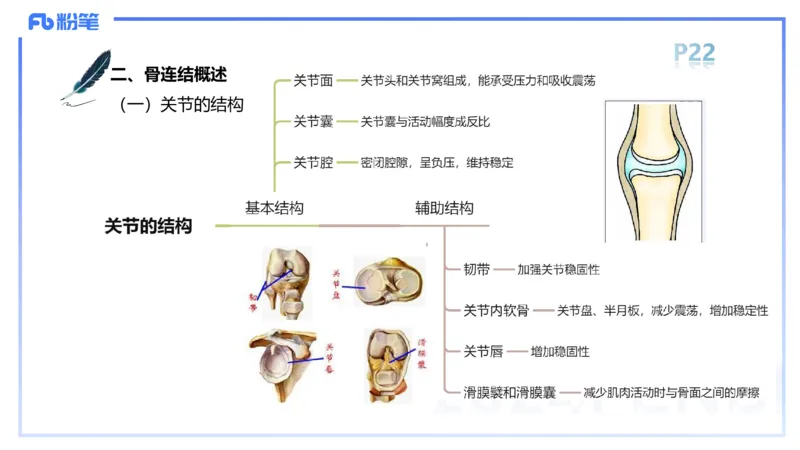 1.16-理论精讲-运动解剖学2-王传世+_4-教培资料-26年最新资料-同步更新_科一科二电子资料合集中小幼（笔记真题知识点汇总等）文件多，按需保存_各机构笔记合集（中小幼）推荐