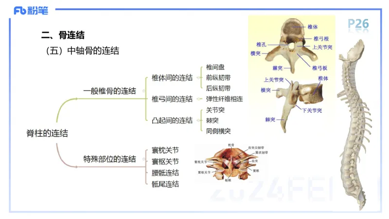 1.16-理论精讲-运动解剖学2-王传世+_4-教培资料-26年最新资料-同步更新_科一科二电子资料合集中小幼（笔记真题知识点汇总等）文件多，按需保存_各机构笔记合集（中小幼）推荐