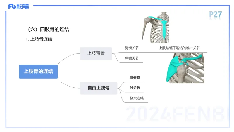 1.16-理论精讲-运动解剖学2-王传世+_4-教培资料-26年最新资料-同步更新_科一科二电子资料合集中小幼（笔记真题知识点汇总等）文件多，按需保存_各机构笔记合集（中小幼）推荐