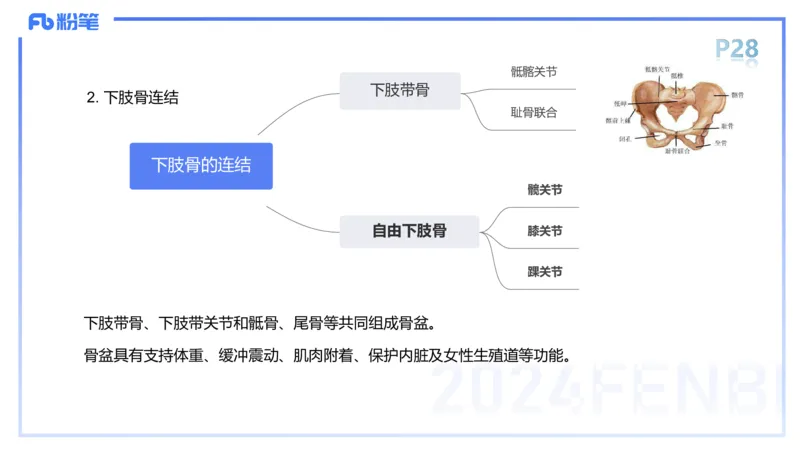 1.16-理论精讲-运动解剖学2-王传世+_4-教培资料-26年最新资料-同步更新_科一科二电子资料合集中小幼（笔记真题知识点汇总等）文件多，按需保存_各机构笔记合集（中小幼）推荐