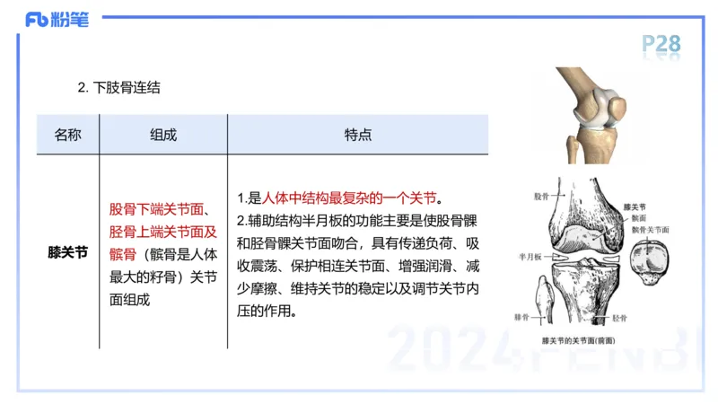 1.16-理论精讲-运动解剖学2-王传世+_4-教培资料-26年最新资料-同步更新_科一科二电子资料合集中小幼（笔记真题知识点汇总等）文件多，按需保存_各机构笔记合集（中小幼）推荐