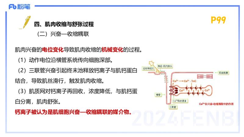 1.21-理论精讲-运动生理学1-王传世+_4-教培资料-26年最新资料-同步更新_科一科二电子资料合集中小幼（笔记真题知识点汇总等）文件多，按需保存_各机构笔记合集（中小幼）推荐