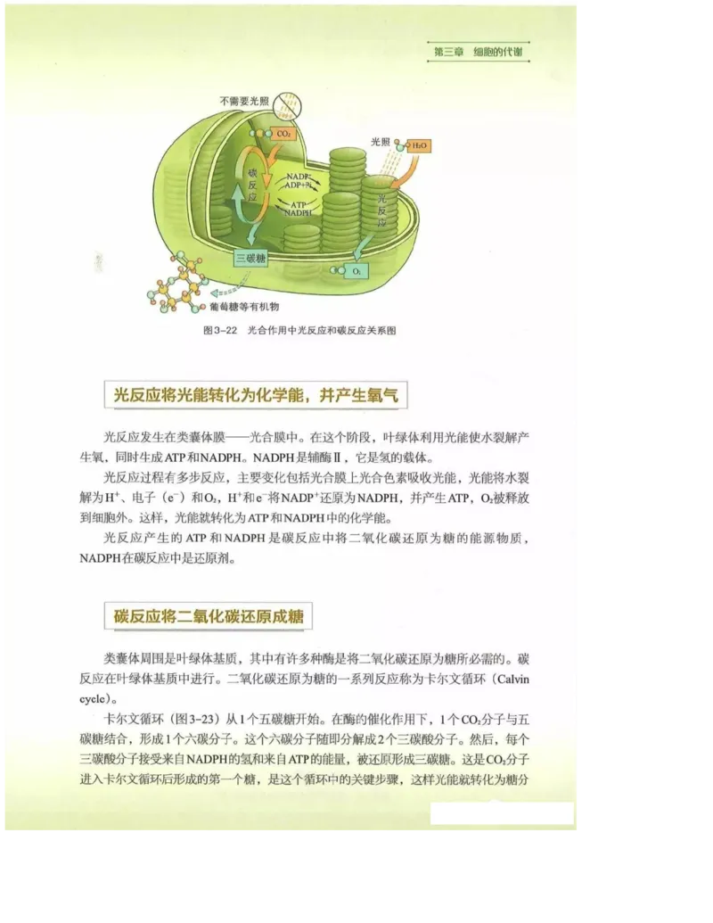 2019新浙科版高中生物必修1《分子与细胞》电子课本_4-教培资料-26年最新资料-同步更新_初中高中教资_03科三专项（进去保存报考的学科即可）_112025高中科目（全）电子教材