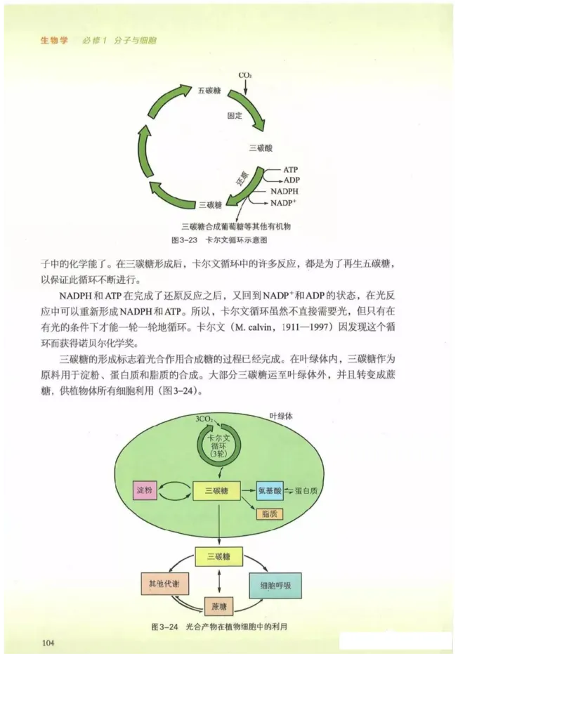 2019新浙科版高中生物必修1《分子与细胞》电子课本_4-教培资料-26年最新资料-同步更新_初中高中教资_03科三专项（进去保存报考的学科即可）_112025高中科目（全）电子教材