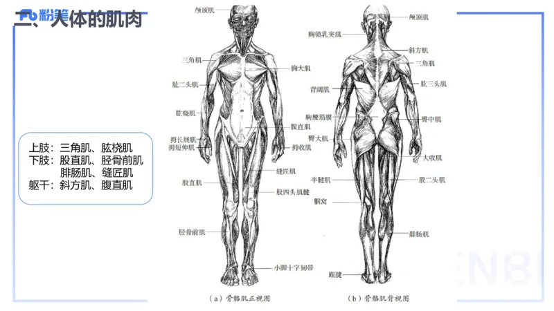 2024.1.31-理论精讲-美术基础知识+艺术概论2-明君_4-教培资料-26年最新资料-同步更新_科一科二电子资料合集中小幼（笔记真题知识点汇总等）文件多，按需保存_01西米合集_01理论精讲