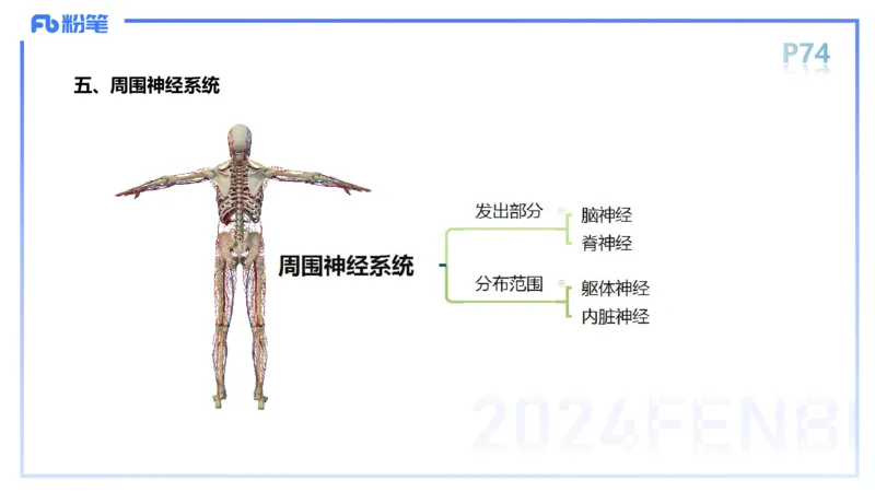 1.19-理论精讲-运动解剖学5-王传世+_4-教培资料-26年最新资料-同步更新_科一科二电子资料合集中小幼（笔记真题知识点汇总等）文件多，按需保存_各机构笔记合集（中小幼）推荐