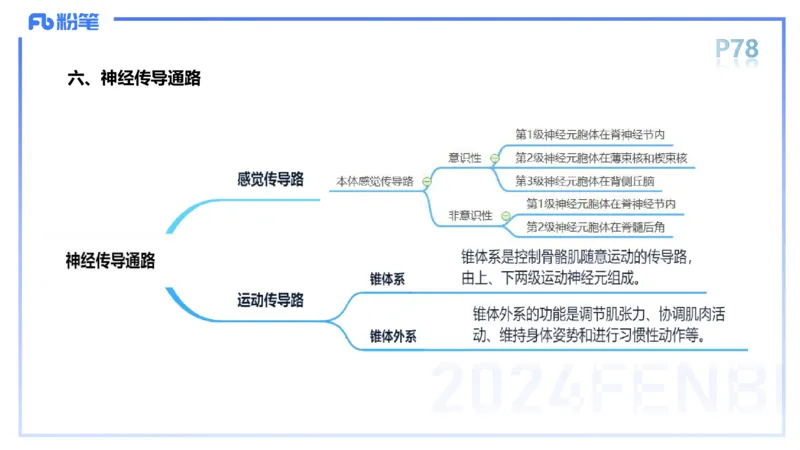 1.19-理论精讲-运动解剖学5-王传世+_4-教培资料-26年最新资料-同步更新_科一科二电子资料合集中小幼（笔记真题知识点汇总等）文件多，按需保存_各机构笔记合集（中小幼）推荐