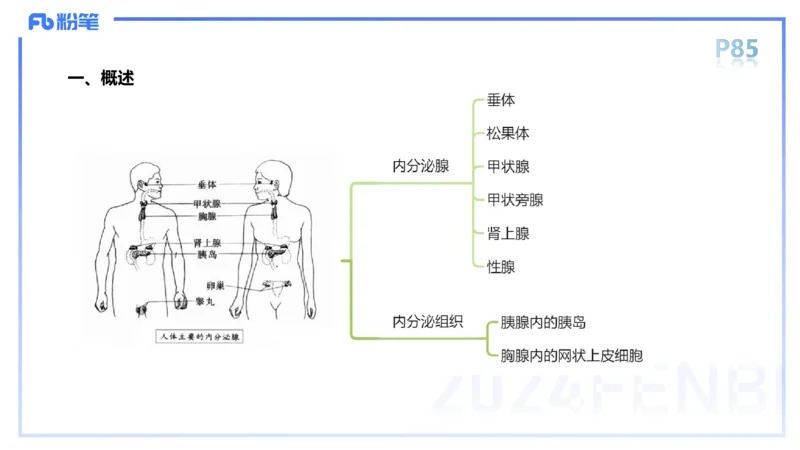1.19-理论精讲-运动解剖学5-王传世+_4-教培资料-26年最新资料-同步更新_科一科二电子资料合集中小幼（笔记真题知识点汇总等）文件多，按需保存_各机构笔记合集（中小幼）推荐
