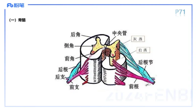 1.19-理论精讲-运动解剖学5-王传世+_4-教培资料-26年最新资料-同步更新_科一科二电子资料合集中小幼（笔记真题知识点汇总等）文件多，按需保存_各机构笔记合集（中小幼）推荐